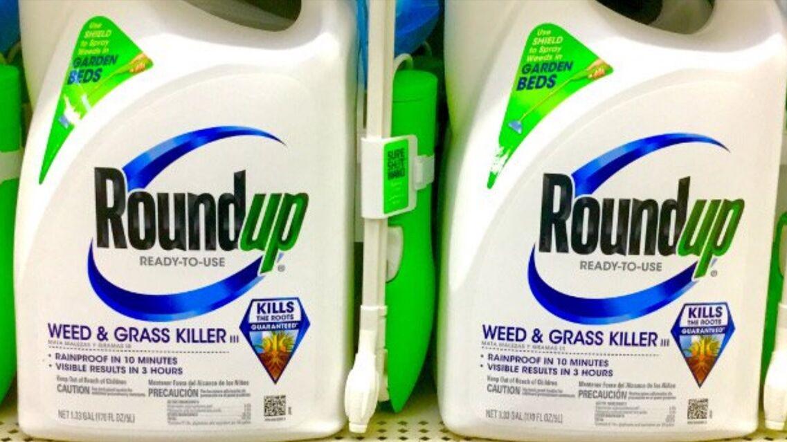 Roundup lawyers can read Bayer’s homework, judge rules